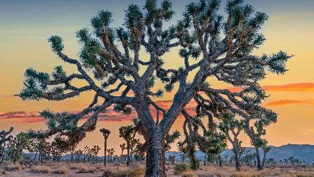 沙漠中的匕首？