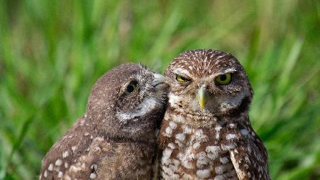 猫头鹰界的叛逆小鸟