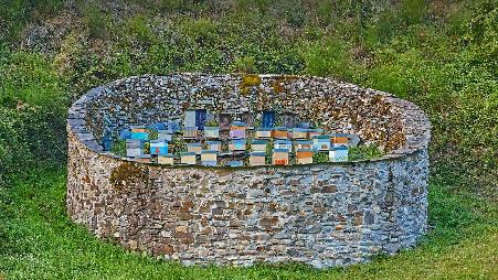 保护蜜蜂、赞美蜜蜂