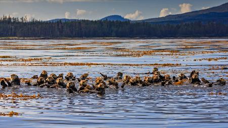 阿拉斯加州锡特卡海峡的海獭，美国