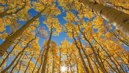 最后一美元公路旁的白杨树，科罗拉多州特鲁莱德市附近