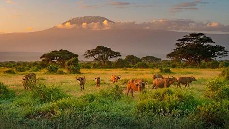 乞力马扎罗山和非洲水牛，肯尼亚