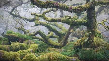 威斯特曼森林，达特穆尔国家公园，德文郡，英格兰