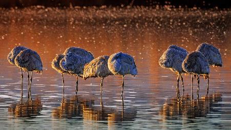 博斯克·德尔·阿帕奇国家野生动物保护区的沙丘鹤，美国新墨西哥州