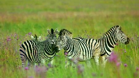 斑马快活的一天