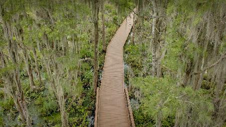 你是否有勇气进入这片茂密的沼泽