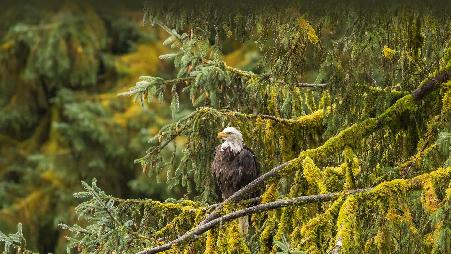 这只顶级掠食者是什么?