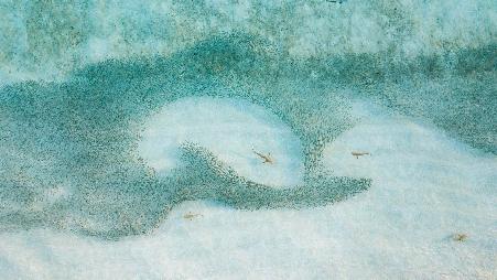 一群鲨鱼正在狩猎