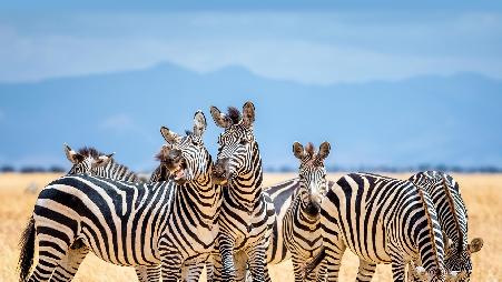 堂/表兄弟姐妹日