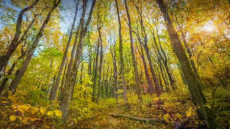 仙纳度国家公园的秋色，弗吉尼亚州