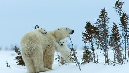 北极熊妈妈和幼崽，丘吉尔城，曼尼托巴省，加拿大