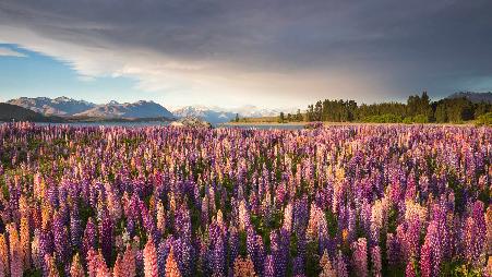 让人又爱又恨的花田