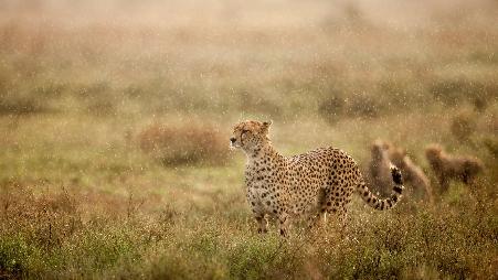 “草原大喵”的完美速度