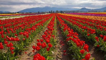 踮起脚尖，穿过郁金香