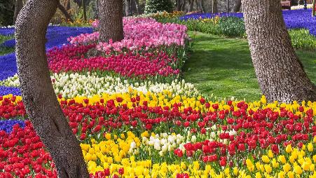 埃米尔甘公园的郁金香，伊斯坦布尔，土耳其