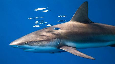 鲨鱼保护日