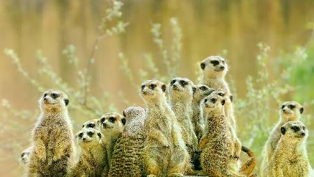 等等，谁在那儿？