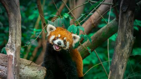 树上的中国小熊猫, 成都, 四川省, 中国