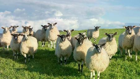 可爱的羊咩咩一家