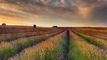 薰衣草田，赫特福德郡 ，英格兰，英国