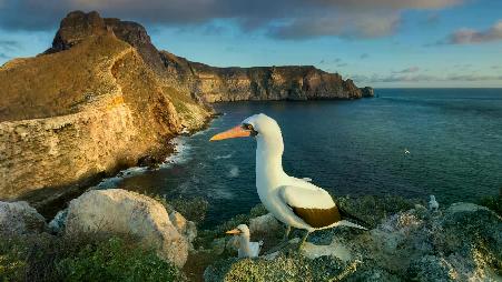 纳斯卡鲣鸟，沃尔夫岛，加拉帕戈斯群岛，厄瓜多尔