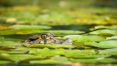 沼泽里的生活真美好！