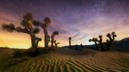 星空下的约书亚树