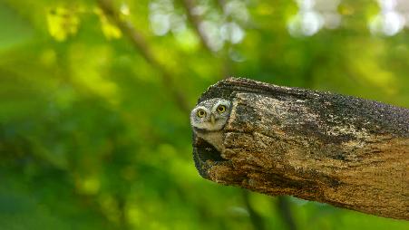 横斑腹小鸮，曼谷，泰国