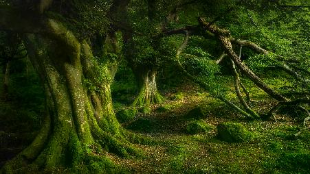 古老山毛榉树，格莱纳里夫森林公园，安特里姆郡，北爱尔兰