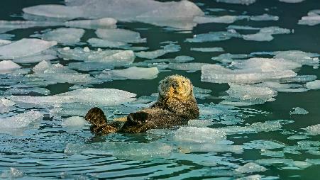 令人惊叹的海獭