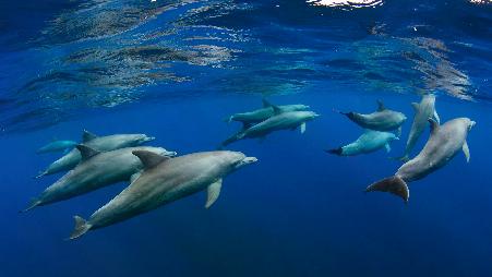 留尼汪岛附近的海豚群，印度洋，法国海外省
