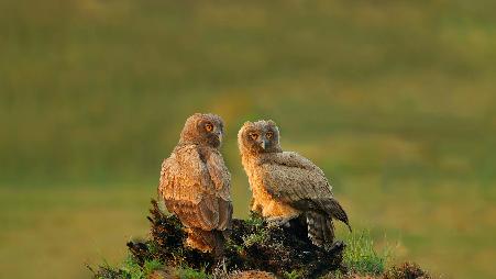 乌雕鸮，巴基斯坦