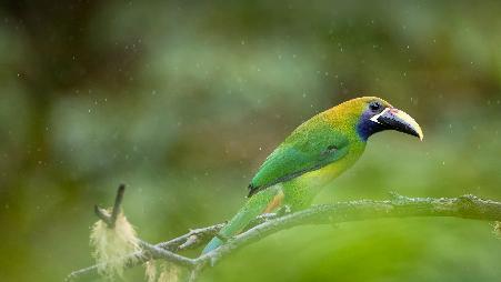 蓝斑巨嘴鸟，洛斯戈查尔斯国家公园，哥斯达黎加