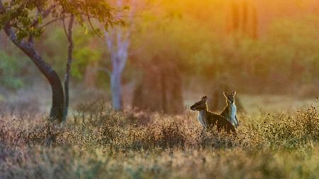 蹦蹦跳跳，快乐到老