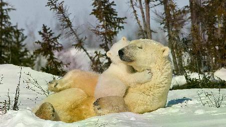 北极熊与幼崽，丘吉尔，曼尼托巴，加拿大