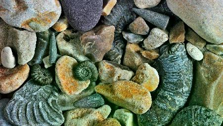 侏罗纪海岸的箭石和菊石化石，多塞特郡，英国