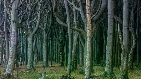 海边的神秘树林