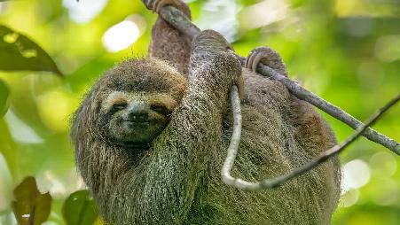 哥斯达黎加的三趾树懒