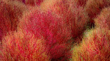 随风摆动，进入秋天