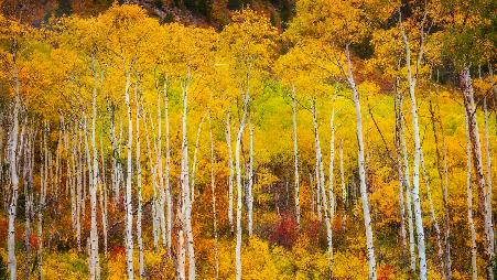 色彩斑斓的秋天