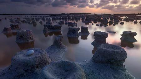 巢中的加勒比火烈鸟蛋，里奥拉加托斯自然保护区，尤卡坦州，墨西哥