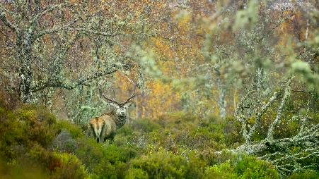 苏格兰高地的马鹿