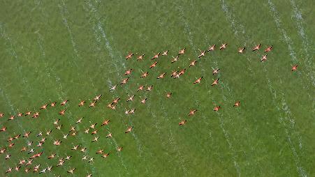 飞行中的火烈鸟