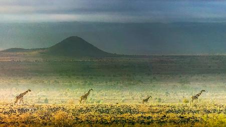 野生动物的生活