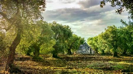 有数百年历史的橄榄树