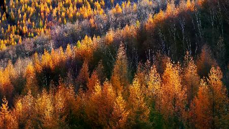 金色的松树，坝上草原，中国