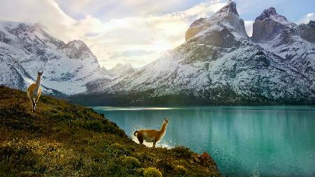 两只原驼,托雷斯德尔帕恩国家公园 , 智利