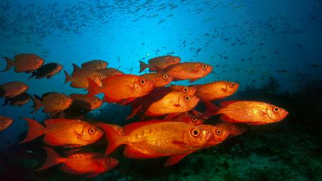 深海中的锐利目光