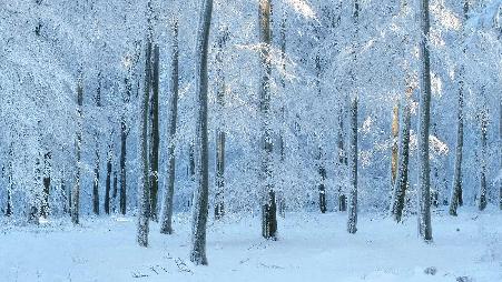 比利时的欧洲山毛榉森林