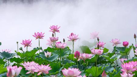 此花端合在瑶池